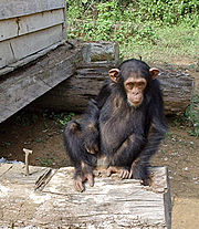 الشمبانزي . معلومات عن الشمبانزي . صورة للشمبانزي