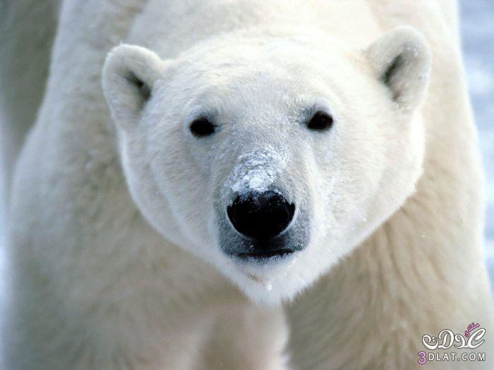الدب القطبى ماذا تعرفين عن الدب القطبى؟؟؟ معلومات عن الدببة القطبية بالصور
