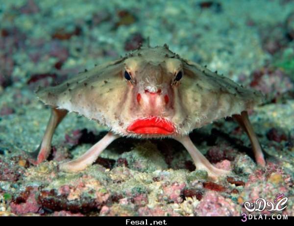 سمكة الخفاش ذات الشفاه الحمراء / Red-lipped batfish