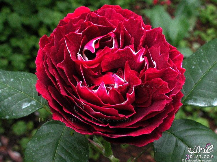 صور ورد احمر اجمل خلفيات الورد الطبيعي ورود حمراء جميلة