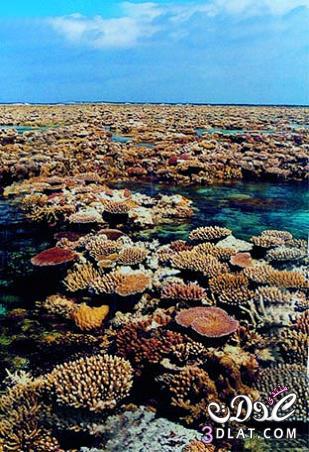 بحر المرجان