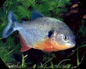 سمكة البيرانا معلومات عن اشرس الاسماك فى الماء