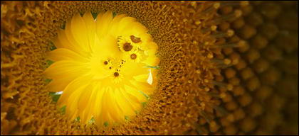 صور زهرة عباد الشمس للتصميمات لقطات جميله مصوره لزهرة عباد الشمس للتصميم
