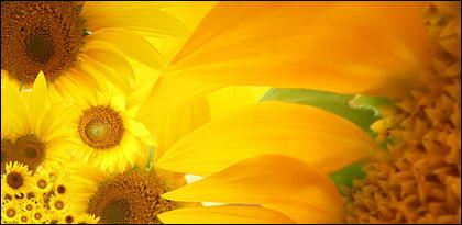 صور زهرة عباد الشمس للتصميمات لقطات جميله مصوره لزهرة عباد الشمس للتصميم
