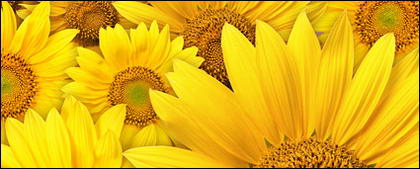 رد: صور زهرة عباد الشمس للتصميمات لقطات جميله مصوره لزهرة عباد الشمس للتصميم