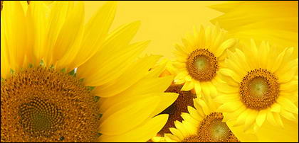 رد: صور زهرة عباد الشمس للتصميمات لقطات جميله مصوره لزهرة عباد الشمس للتصميم