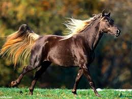 أجمل الخيول فى العالم