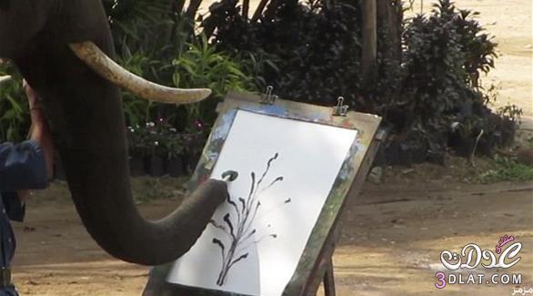 فيل من تايلند يرسم لوحات فنية غاية في الدقة و جمال