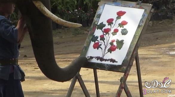 فيل من تايلند يرسم لوحات فنية غاية في الدقة و جمال