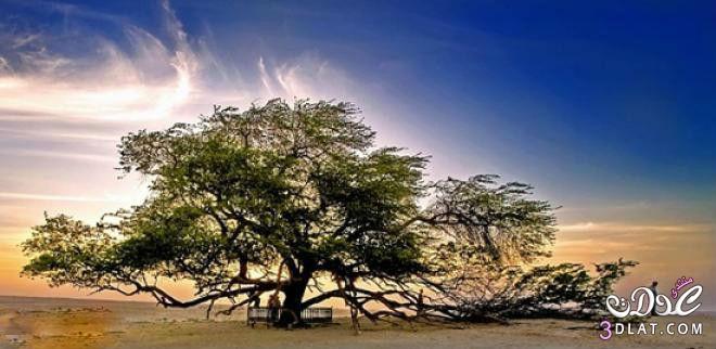 شجرة الحياة شجرة غريبة وسط الصحراء منذ اكثر من 400 عام