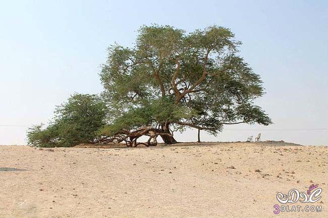 شجرة الحياة شجرة غريبة وسط الصحراء منذ اكثر من 400 عام