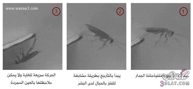 قدرة عجيبة تمتلكها الصراصير في فن الاختباء عن الانظار