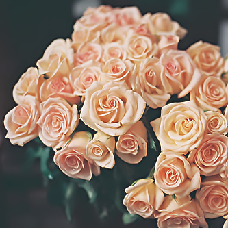 رمزيات ورود رومانسية جنان,صور زهور وورود للمنتديات جميلة