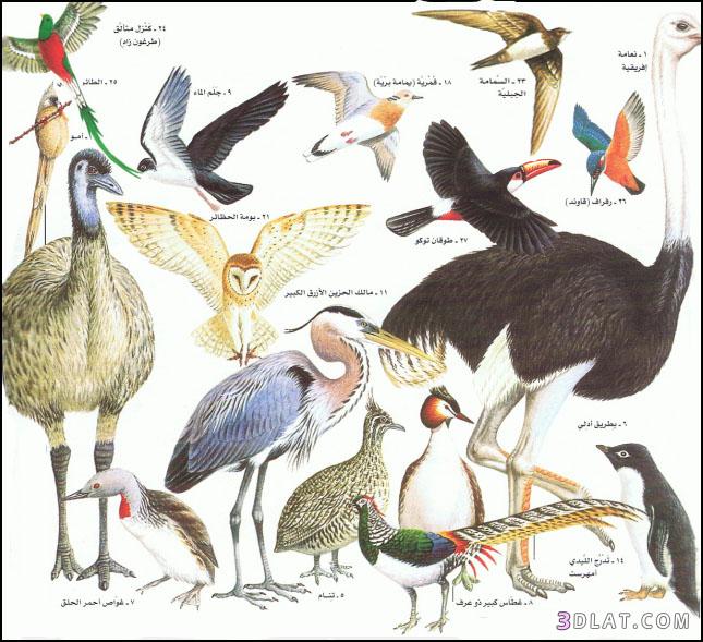 الطيور ، انواعها  ، رتب الطيور ، معلومات عن الطيور
