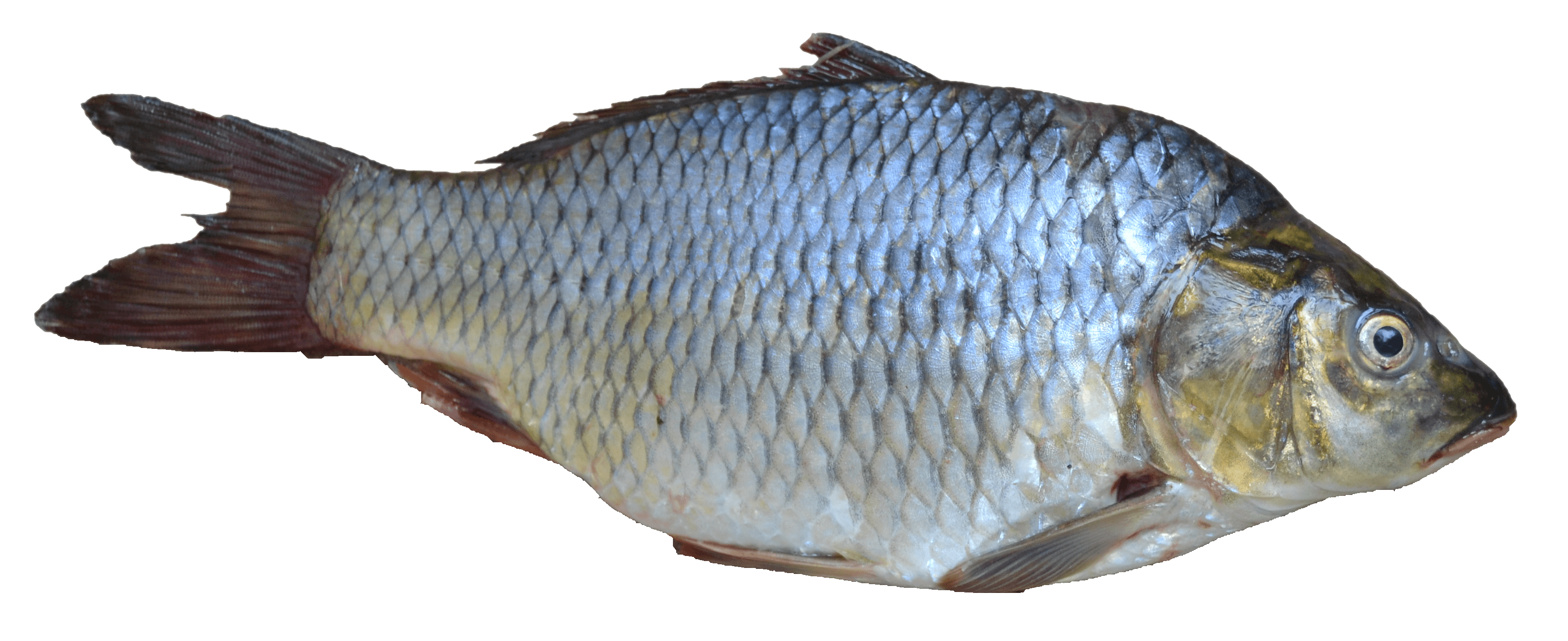 سكرابز سمك جديد2024,احدث سكرابز سمك الزينة2024,اكبر تشكيلة سكرابز سمك ملون2