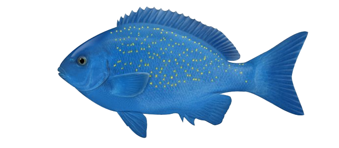 سكرابز سمك جديد2024,احدث سكرابز سمك الزينة2024,اكبر تشكيلة سكرابز سمك ملون2