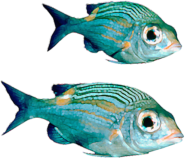 رد: سكرابز سمك جديد2024,احدث سكرابز سمك الزينة2024,اكبر تشكيلة سكرابز سمك م
