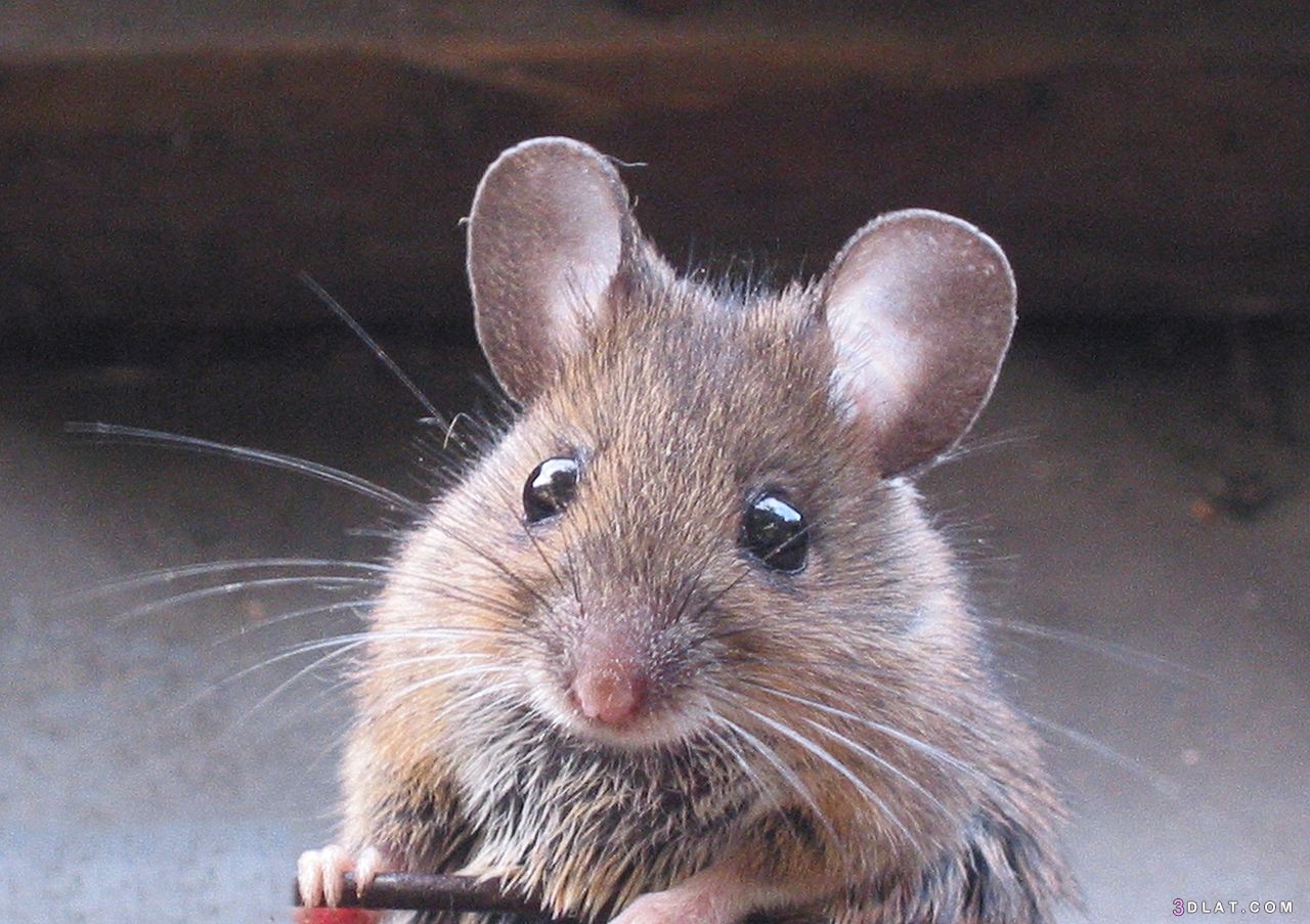الفئران حياتها وأكلها وأنواعها ، هل تستطيع الفئران أن ترى الألوان ؟