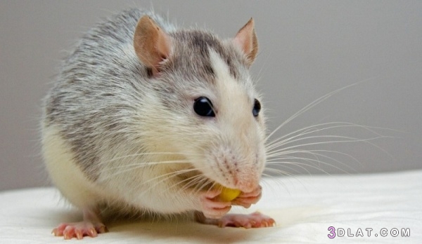 الفئران حياتها وأكلها وأنواعها ، هل تستطيع الفئران أن ترى الألوان ؟