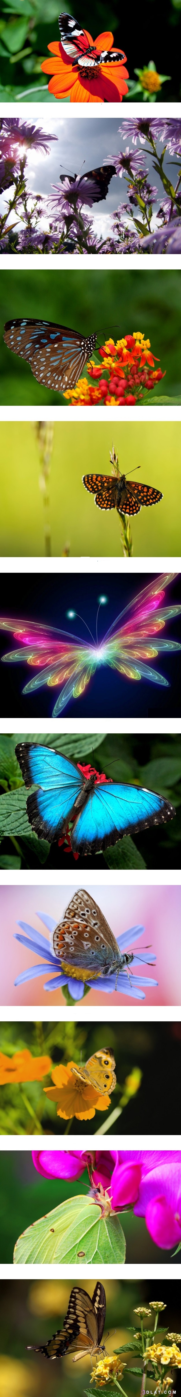 الفراشات وحياتها..صور فراشات بديعة ، فراشات مختلفة الأشكال والألوان