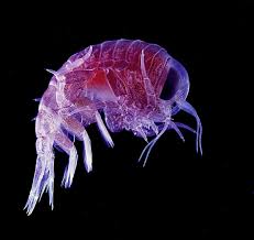 البلانكتون plankton , ماذا تعرف عن البلانكتون , معلومات عن العوالق البحرية