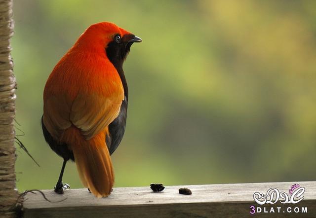 رد: صور جميلو من طيور الخيال صور طيور ملونة  ورائعة
