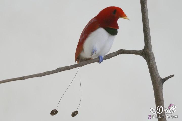 صور جميلو من طيور الخيال صور طيور ملونة  ورائعة