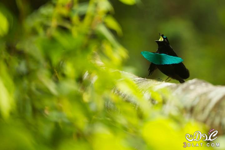 صور جميلو من طيور الخيال صور طيور ملونة  ورائعة