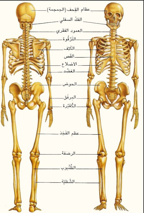 عظام جسم الإنسان ،هشاشة العظام الأسباب وطرق الوقاية