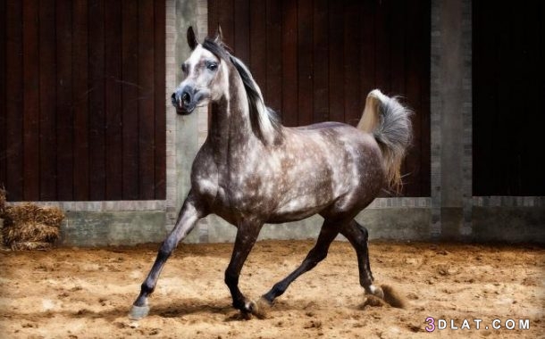 أجمل الخيول العربية الاصيلة