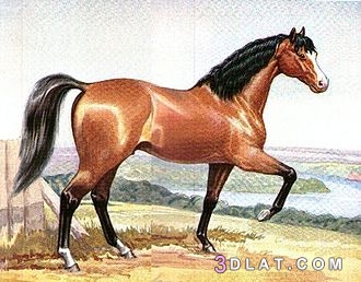 أجمل الخيول العربية الاصيلة