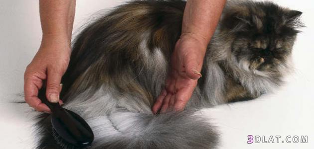 طرق علاج سقوط شعر القطط الشيرازى,اسباب سقوط شعر القطط الشيرازي