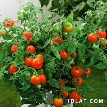 طريقه زراعه الطماطم ، كيف تزرع الطماطم واعتنى بها