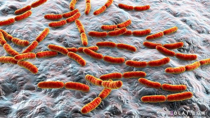 البكتيريا ،كيف ومتى تم اكتشاف البكتيريا ؟الأمراض التي تُسببها البكتيريا، تر