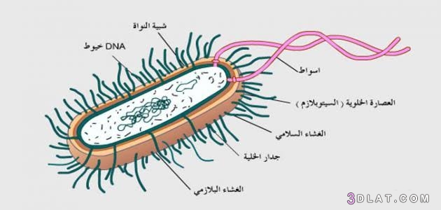 البكتيريا ،كيف ومتى تم اكتشاف البكتيريا ؟الأمراض التي تُسببها البكتيريا، تر
