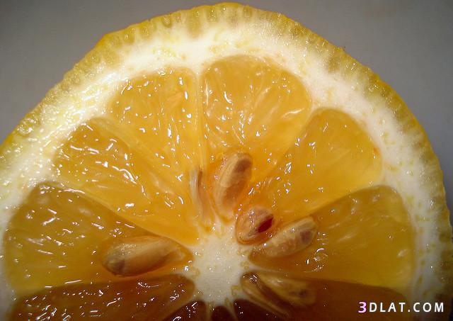 زراعه الليمون ، كيف تزرع الليمون الحامض