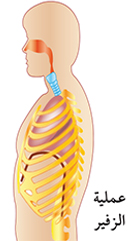 ملخص درس  الجهاز التنفسى فى الإنسان,اسهل شرح لدرس الجهاز التنفسى فى الإنسان