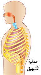 ملخص درس  الجهاز التنفسى فى الإنسان,اسهل شرح لدرس الجهاز التنفسى فى الإنسان