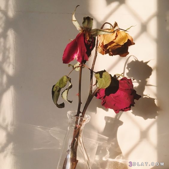 ورود حزينة ذابلة للتصميم ،مجموعة من الورود الحزينة الذابلة للتصميم ، زهور ذ