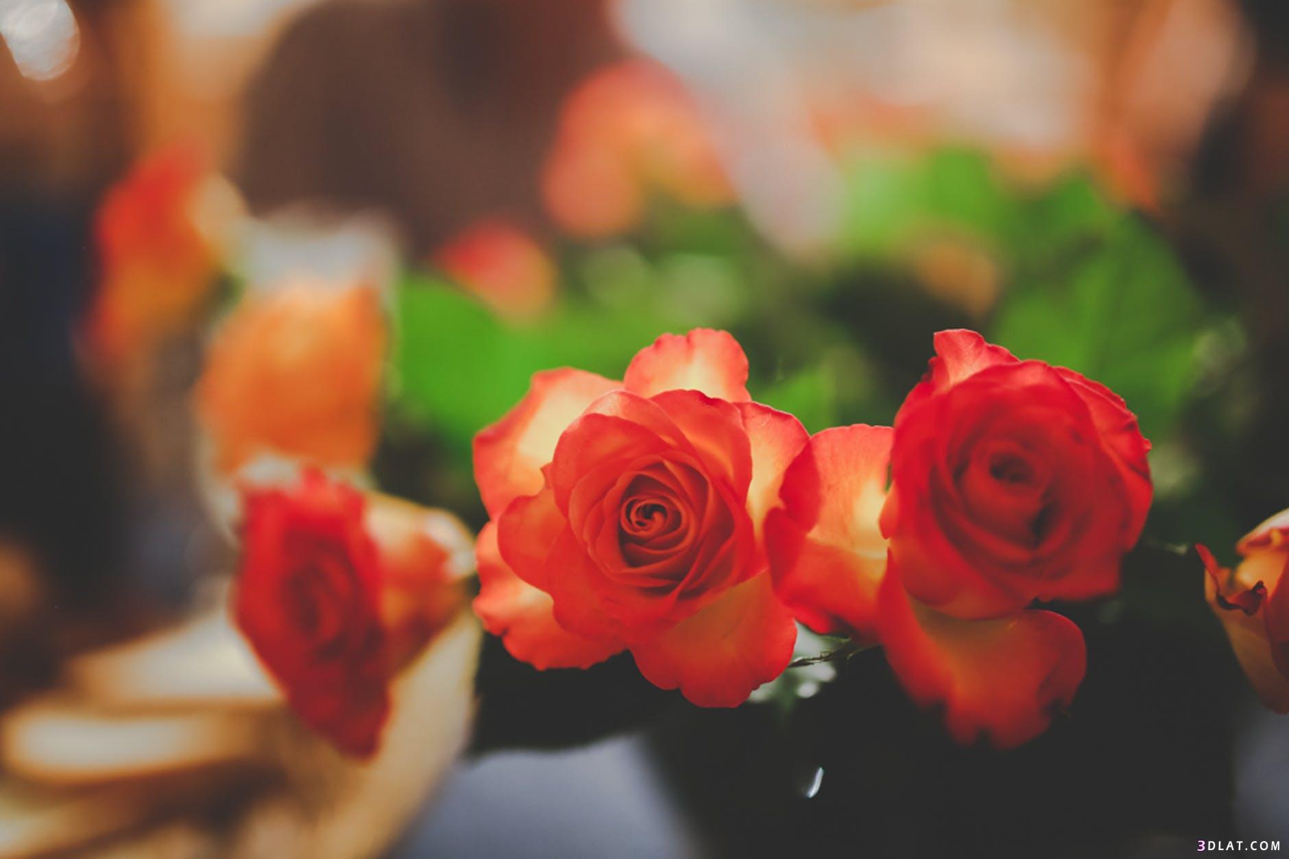 صور ورد ، الوان الورود رائعه، خلفيات ورود وازهار ، صور ورد بالوان رائعه