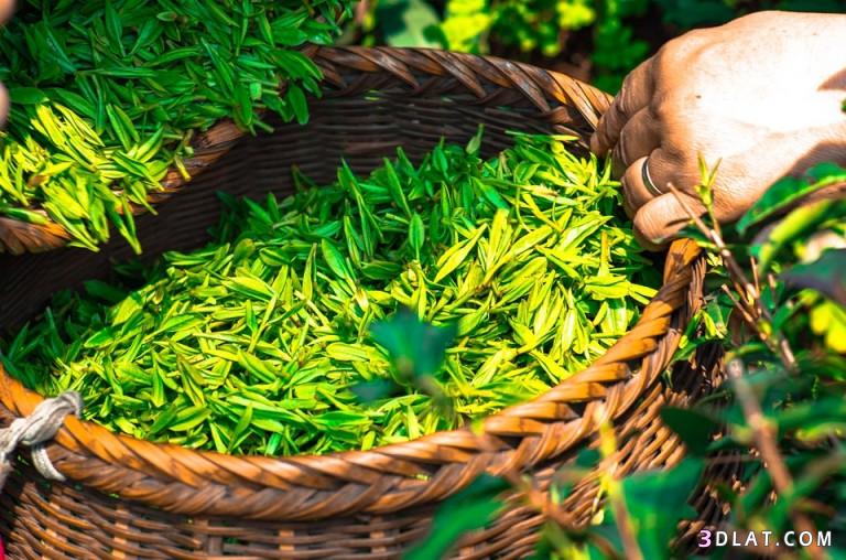 ما هي فوائد الشاي الأخضر ، تأثير الشاى الاخضر علي وظائف الجسم