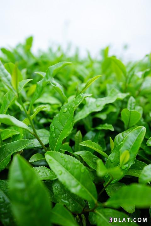 ما هي فوائد الشاي الأخضر ، تأثير الشاى الاخضر علي وظائف الجسم