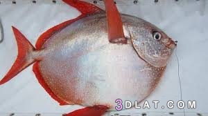 اكتشاف أول سمكة من ذوات الدم الأحمر