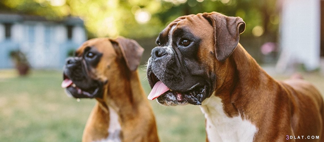 معلومات و صور عن كلب البوكسر,العناية بكلاب البوكسر,مميزات والو كلاب البوكسر