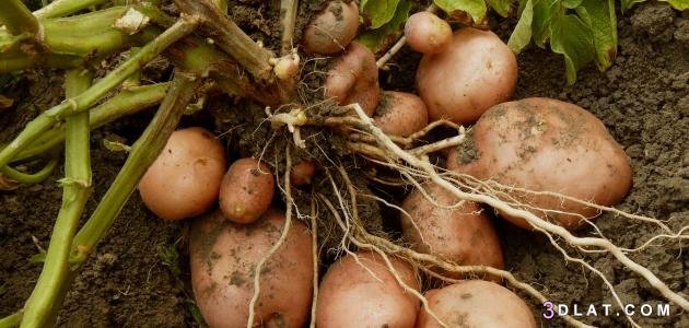 طريقة زراعة البطاطس,كيفية زراعة البطاطا,كيف تتم زراعة البطاطس