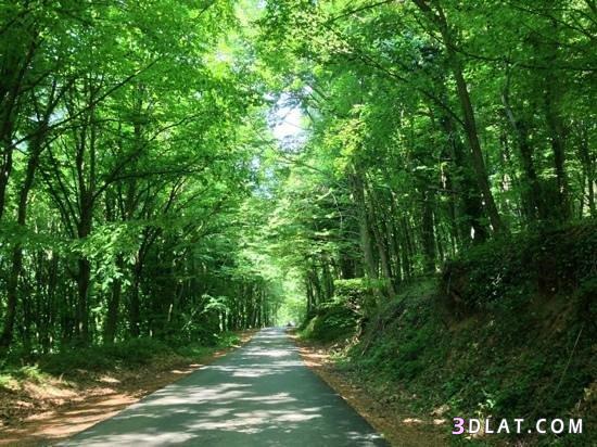 غابات بلغراد بتركيا من اجمل المناطق السياحيه ، مناظر طبيعيه خلابه للعائلات