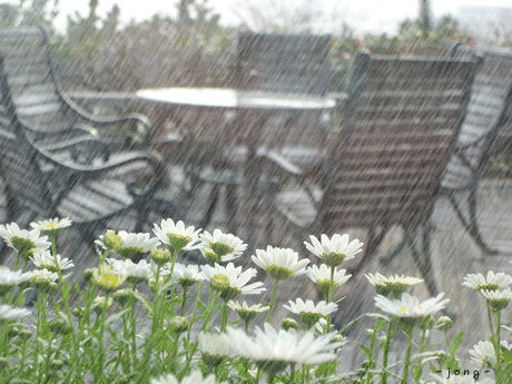 صور متحركة رائعة لتساقط الأمطار على الورود في الشتاء,صور أمطار متحركة ,أجمل صور وعبرة