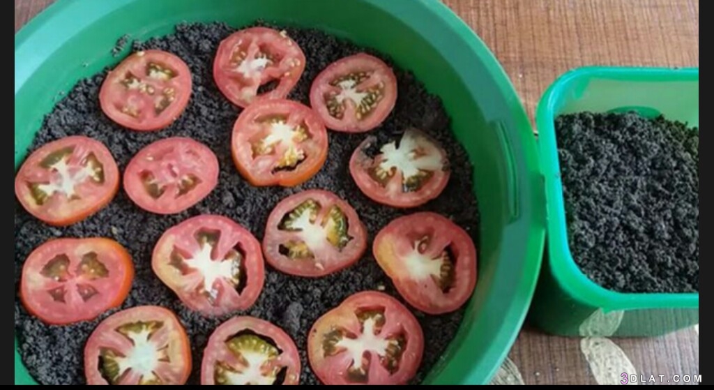 أسهل طريقة لزراعة الطماطم في البيت