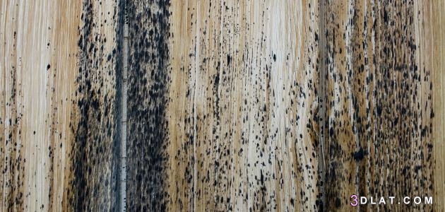 ما هو عفن الخشب ،  كيفية التخلّص من العفن على الأثاث الخشبي، تنظيف بقع العف
