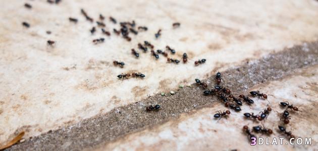 طريقة للتخلص من النمل بشكل نهائي,كيف ازيل النمل من البيت